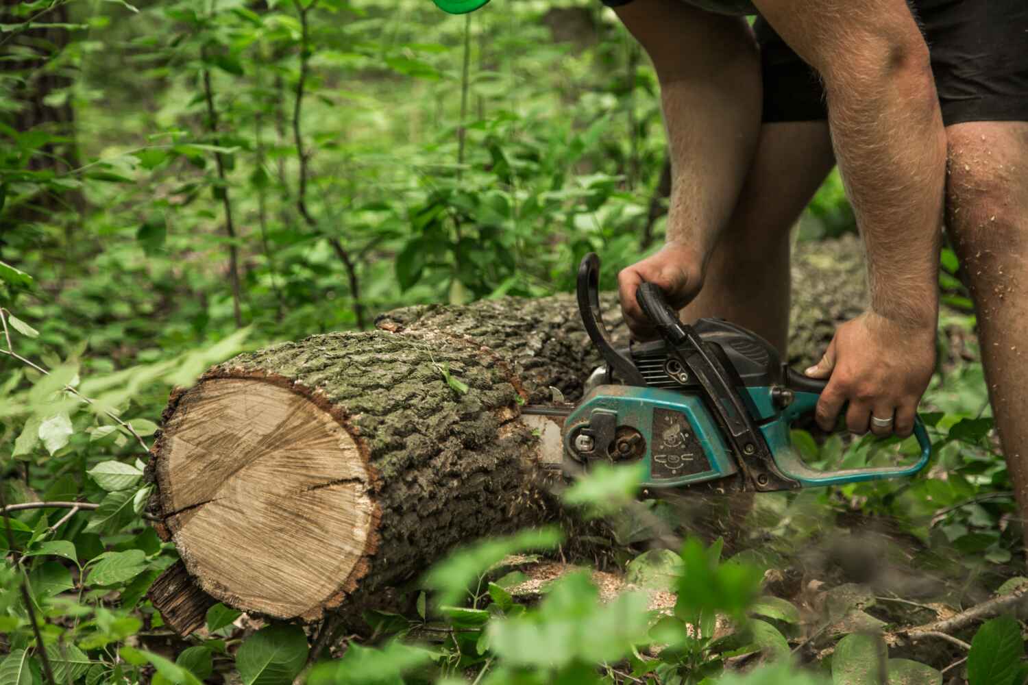 The Steps Involved in Our Tree Care Process in Hawley, PA